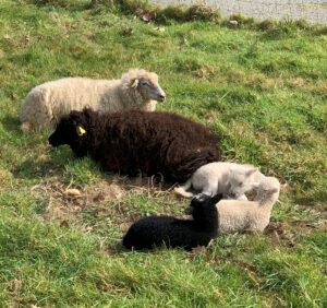 Eco-pâturage avec les moutons